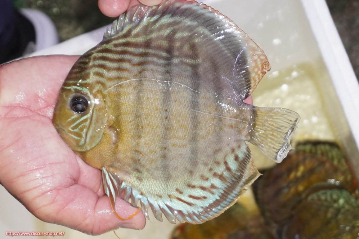 画像1: 【ワイルドディスカス】【通販】【今シーズン超希少種】アッパーテフェロイヤルグリーン（金目）【個体販売】15-16cm（生体）アッパーテフェ産 (1)