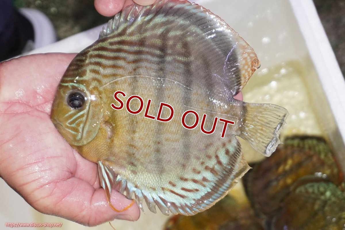 画像1: 【ワイルドディスカス】【通販】【今シーズン超希少種】アッパーテフェロイヤルグリーン（金目）【個体販売】15-16cm（生体）アッパーテフェ産 (1)