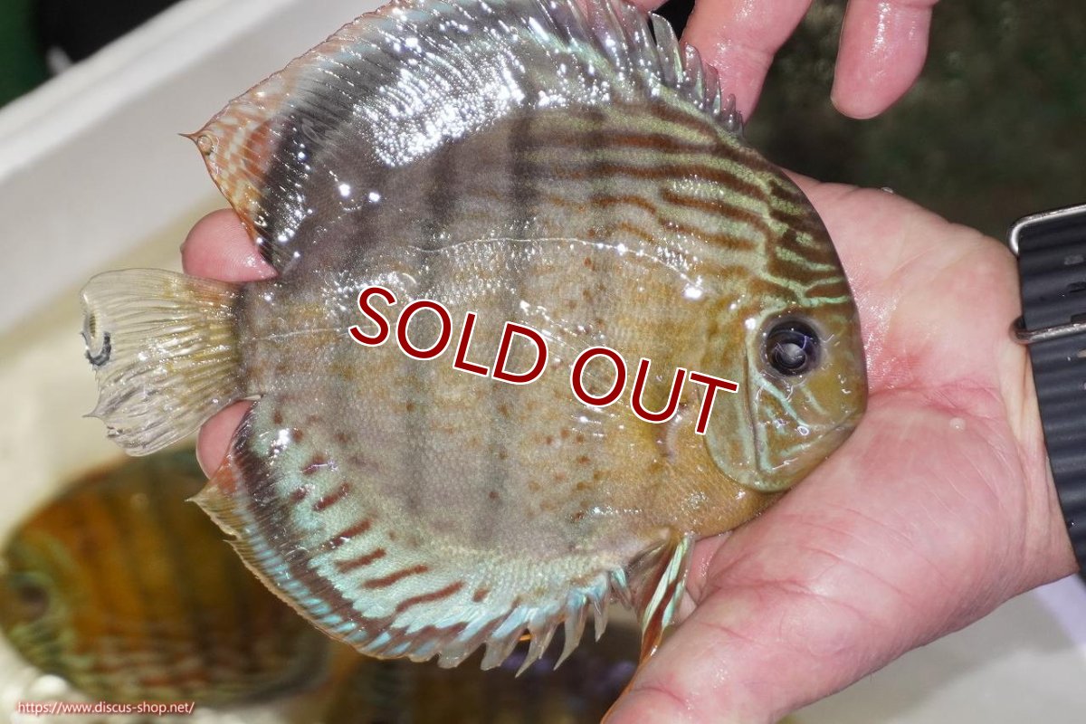 画像2: 【ワイルドディスカス】【通販】【今シーズン超希少種】アッパーテフェロイヤルグリーン（金目）【個体販売】15-16cm（生体）アッパーテフェ産 (2)