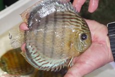 画像2: 【ワイルドディスカス】【通販】【今シーズン超希少種】アッパーテフェロイヤルグリーン（金目）【個体販売】15-16cm（生体）アッパーテフェ産 (2)