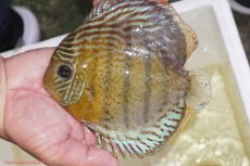 画像1: 【ワイルドディスカス】【通販】【今シーズン超希少種】アッパーテフェロイヤルグリーン（金目）【個体販売】15-16cm（生体）アッパーテフェ産 (1)