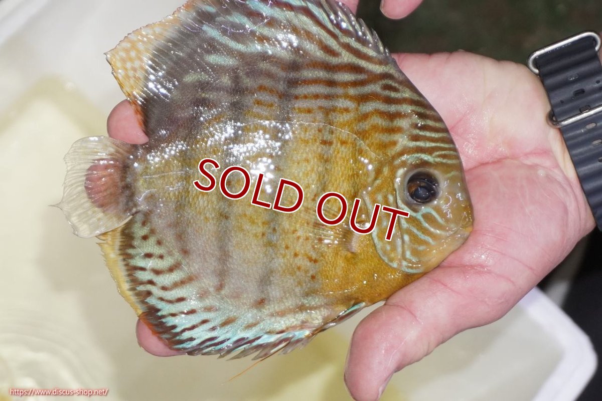 画像2: 【ワイルドディスカス】【通販】【今シーズン超希少種】アッパーテフェロイヤルグリーン（金目）【個体販売】15-16cm（生体）アッパーテフェ産 (2)