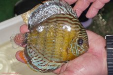 画像2: 【ワイルドディスカス】【通販】【今シーズン超希少種】アッパーテフェロイヤルグリーン（金目）【個体販売】15-16cm（生体）アッパーテフェ産 (2)