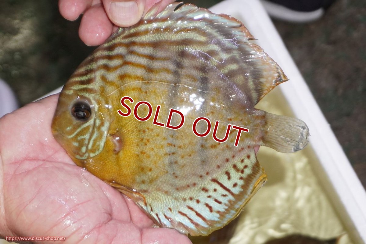 画像1: 【ワイルドディスカス】【通販】【今シーズン超希少種】アッパーテフェロイヤルグリーン（金目）【個体販売】15-16cm（生体）アッパーテフェ産 (1)