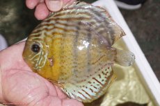 画像1: 【ワイルドディスカス】【通販】【今シーズン超希少種】アッパーテフェロイヤルグリーン（金目）【個体販売】15-16cm（生体）アッパーテフェ産 (1)