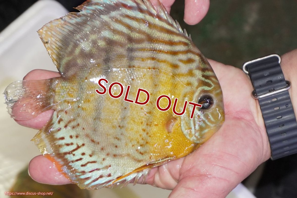 画像2: 【ワイルドディスカス】【通販】【今シーズン超希少種】アッパーテフェロイヤルグリーン（金目）【個体販売】15-16cm（生体）アッパーテフェ産 (2)