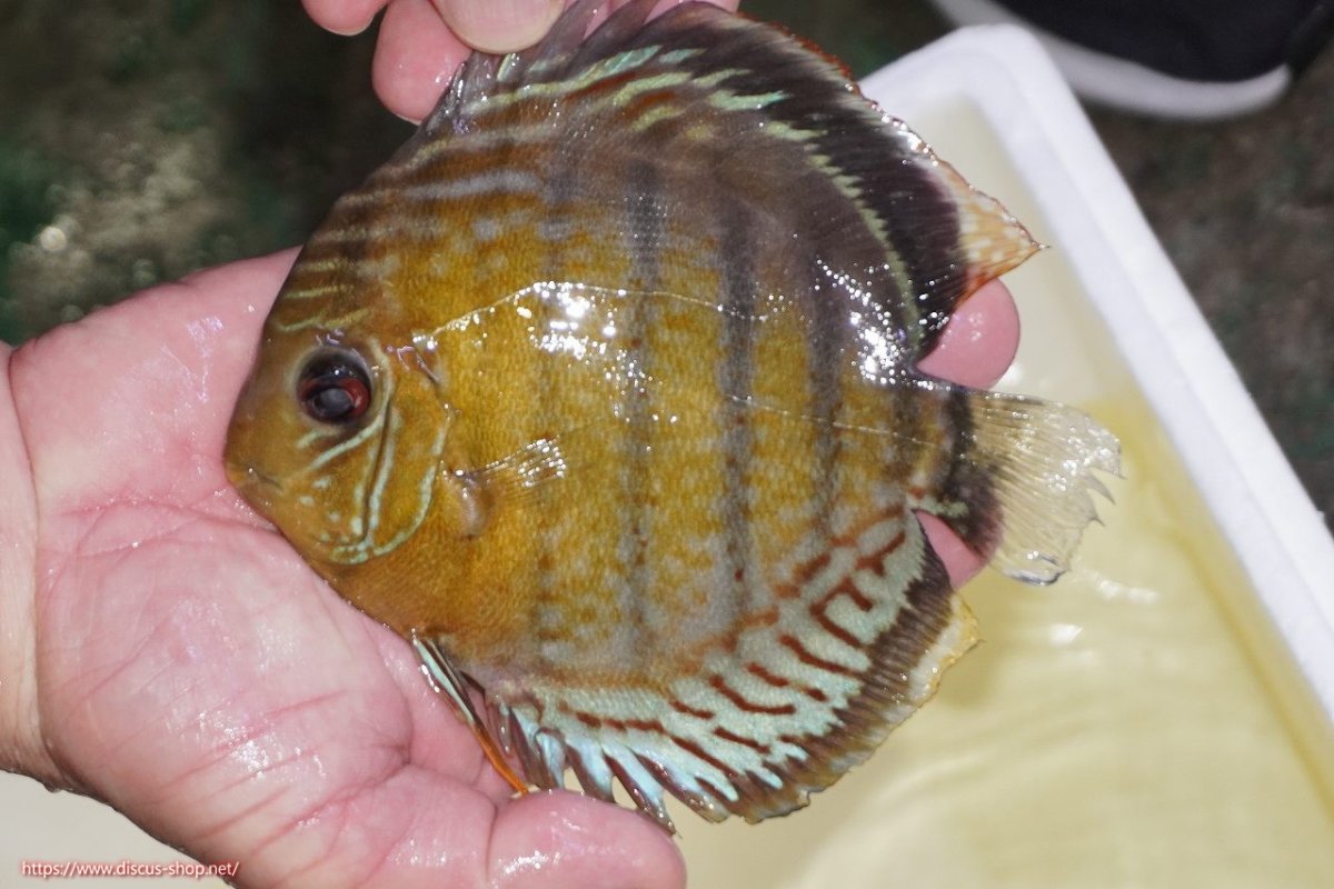 画像1: 【ワイルドディスカス】【通販】【今シーズン超希少種】アッパーテフェロイヤルグリーン（金目）【個体販売】15-16cm（生体）アッパーテフェ産 (1)