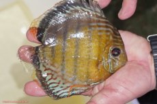 画像3: 【30周年記念セール対象個体】【ワイルドディスカス】【通販】【今シーズン超希少種】アッパーテフェロイヤルグリーン（金目）【個体販売】15-16cm（生体）アッパーテフェ産 (3)