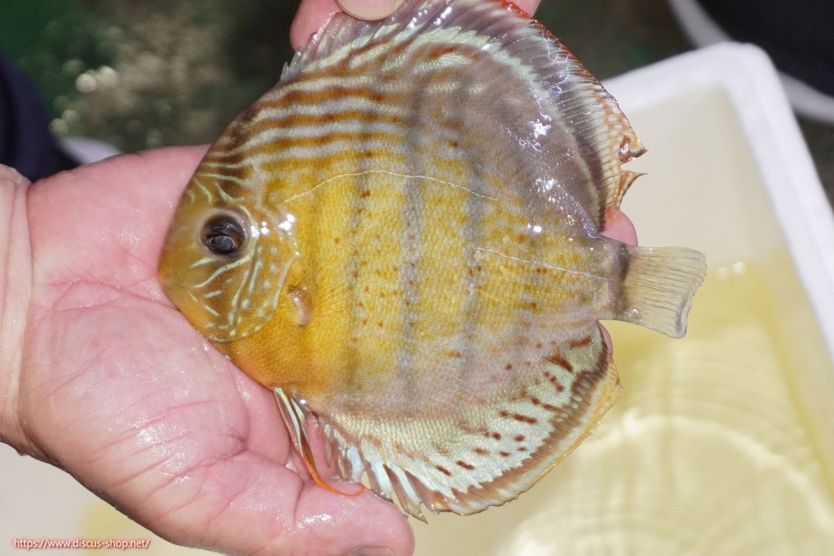 画像1: 【ワイルドディスカス】【通販】【今シーズン超希少種】アッパーテフェロイヤルグリーン（金目）【個体販売】15-16cm（生体）アッパーテフェ産 (1)