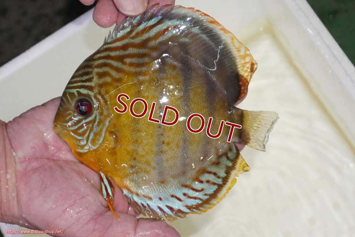 画像1: 【ワイルドディスカス】【通販】【今シーズン超希少種】アッパーテフェロイヤルグリーン【個体販売】15-16cm（生体）アッパーテフェ産 (1)