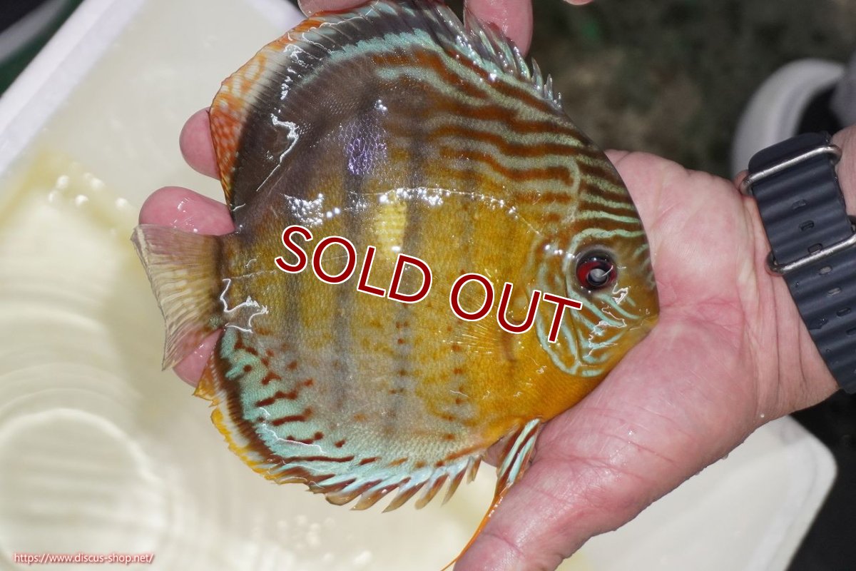 画像2: 【ワイルドディスカス】【通販】【今シーズン超希少種】アッパーテフェロイヤルグリーン【個体販売】15-16cm（生体）アッパーテフェ産 (2)