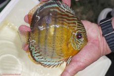 画像2: 【決算セール対象個体】【ワイルドディスカス】【通販】【今シーズン超希少種】アッパーテフェロイヤルグリーン【個体販売】15-16cm（生体）アッパーテフェ産 (2)