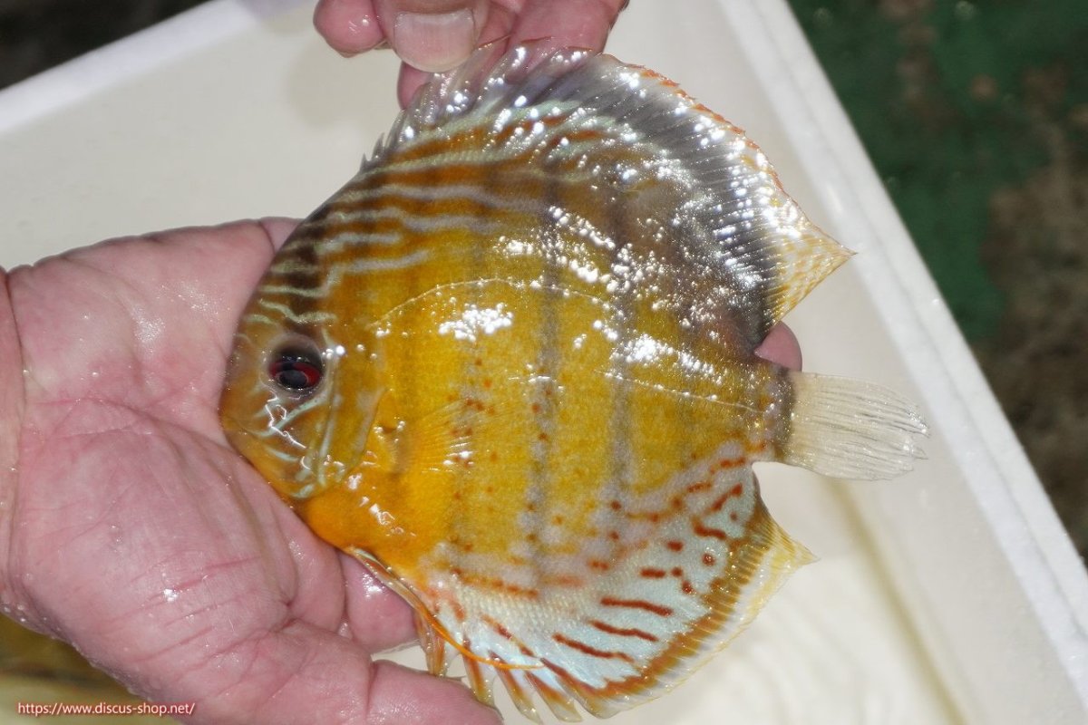 画像1: 【決算セール対象個体】【ワイルドディスカス】【通販】【今シーズン超希少種】アッパーテフェロイヤルグリーン【個体販売】15-16cm（生体）アッパーテフェ産 (1)