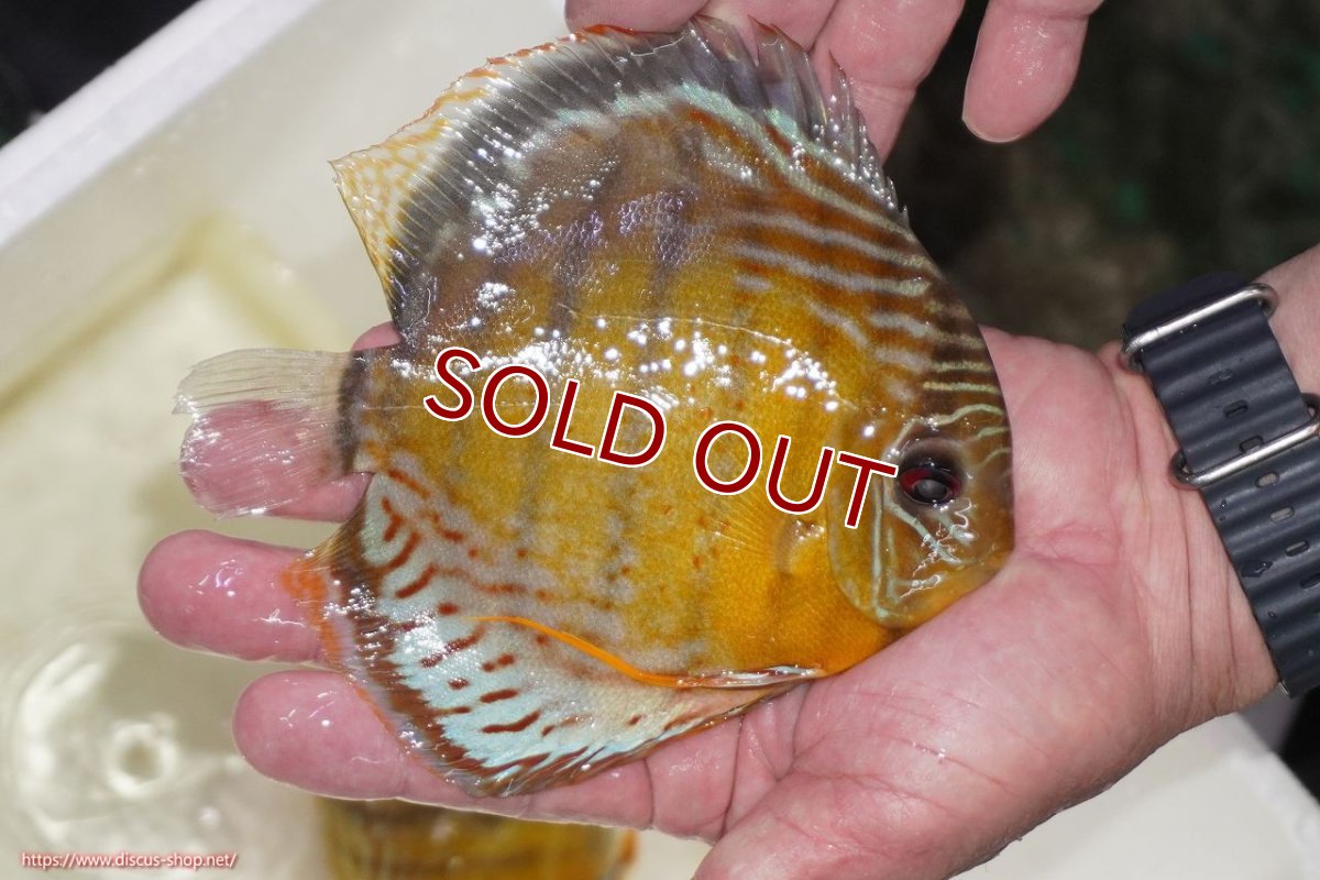 画像2: 【ワイルドディスカス】【通販】【今シーズン超希少種】アッパーテフェロイヤルグリーン【個体販売】15-16cm（生体）アッパーテフェ産 (2)