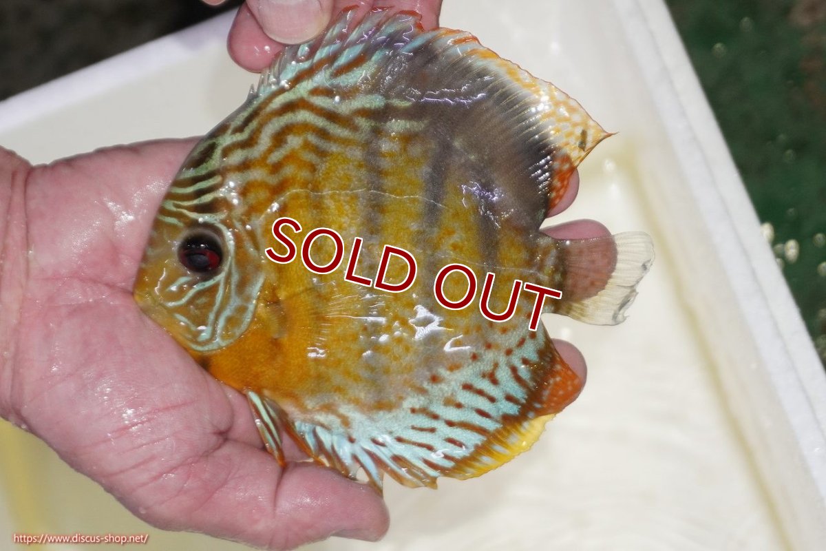 画像1: 【ワイルドディスカス】【通販】【今シーズン超希少種】アッパーテフェスポットグリーン【個体販売】15-16cm（生体）アッパーテフェ産 (1)