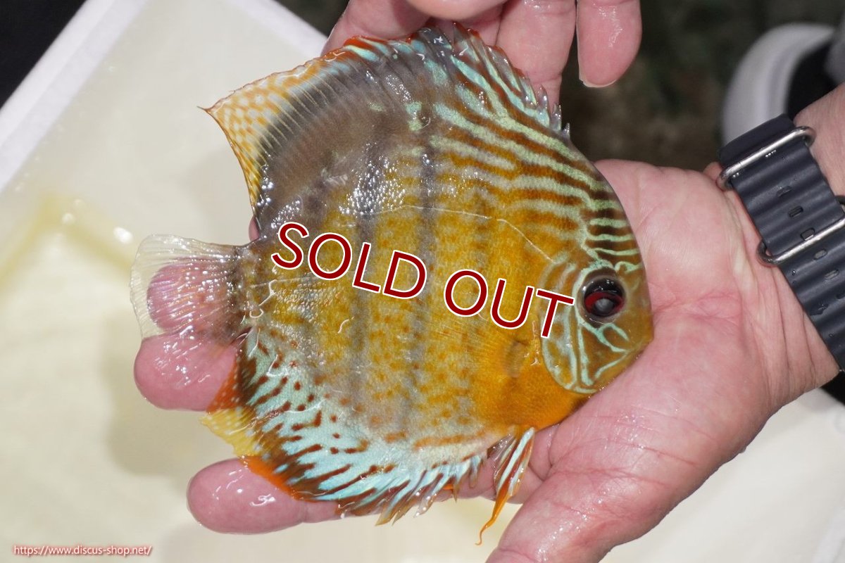 画像2: 【ワイルドディスカス】【通販】【今シーズン超希少種】アッパーテフェスポットグリーン【個体販売】15-16cm（生体）アッパーテフェ産 (2)