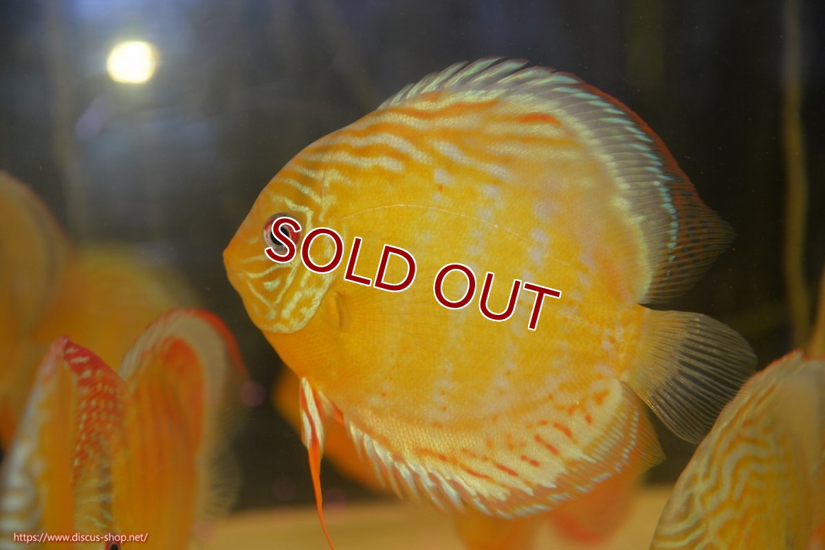 画像1: 【ワイルドディスカス】【通販】【今シーズン超希少種】アッパーテフェスポットグリーン【個体販売】15-16cm（生体）アッパーテフェ産 (1)