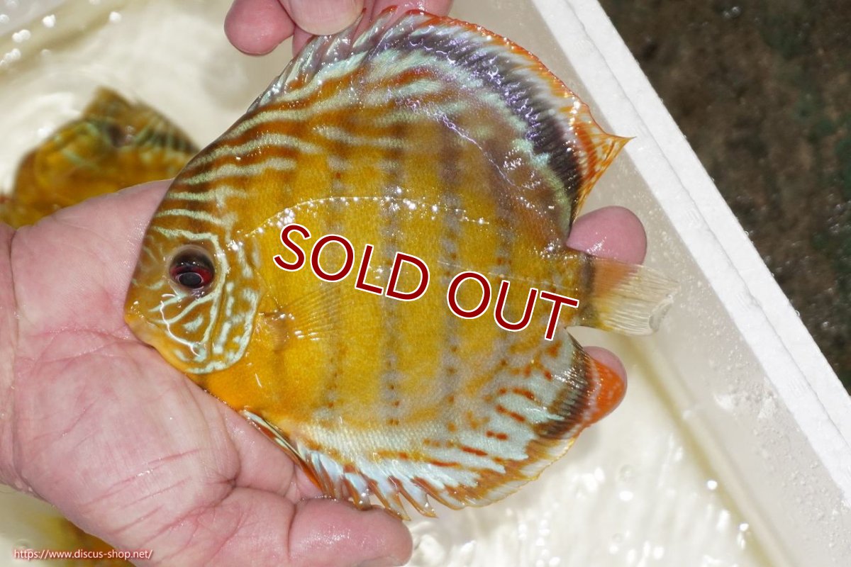 画像2: 【ワイルドディスカス】【通販】【今シーズン超希少種】アッパーテフェスポットグリーン【個体販売】15-16cm（生体）アッパーテフェ産 (2)