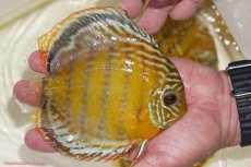 画像2: 【決算セール対象個体】【ワイルドディスカス】【通販】【今シーズン超希少種】アッパーテフェスポットグリーン【個体販売】15-16cm（生体）アッパーテフェ産 (2)