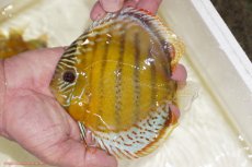 画像1: 【決算セール対象個体】【ワイルドディスカス】【通販】【今シーズン超希少種】アッパーテフェスポットグリーン【個体販売】15-16cm（生体）アッパーテフェ産 (1)