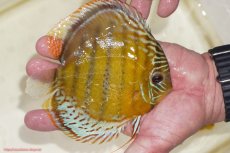 画像2: 【決算セール対象個体】【ワイルドディスカス】【通販】【今シーズン超希少種】アッパーテフェスポットグリーン【個体販売】15-16cm（生体）アッパーテフェ産 (2)