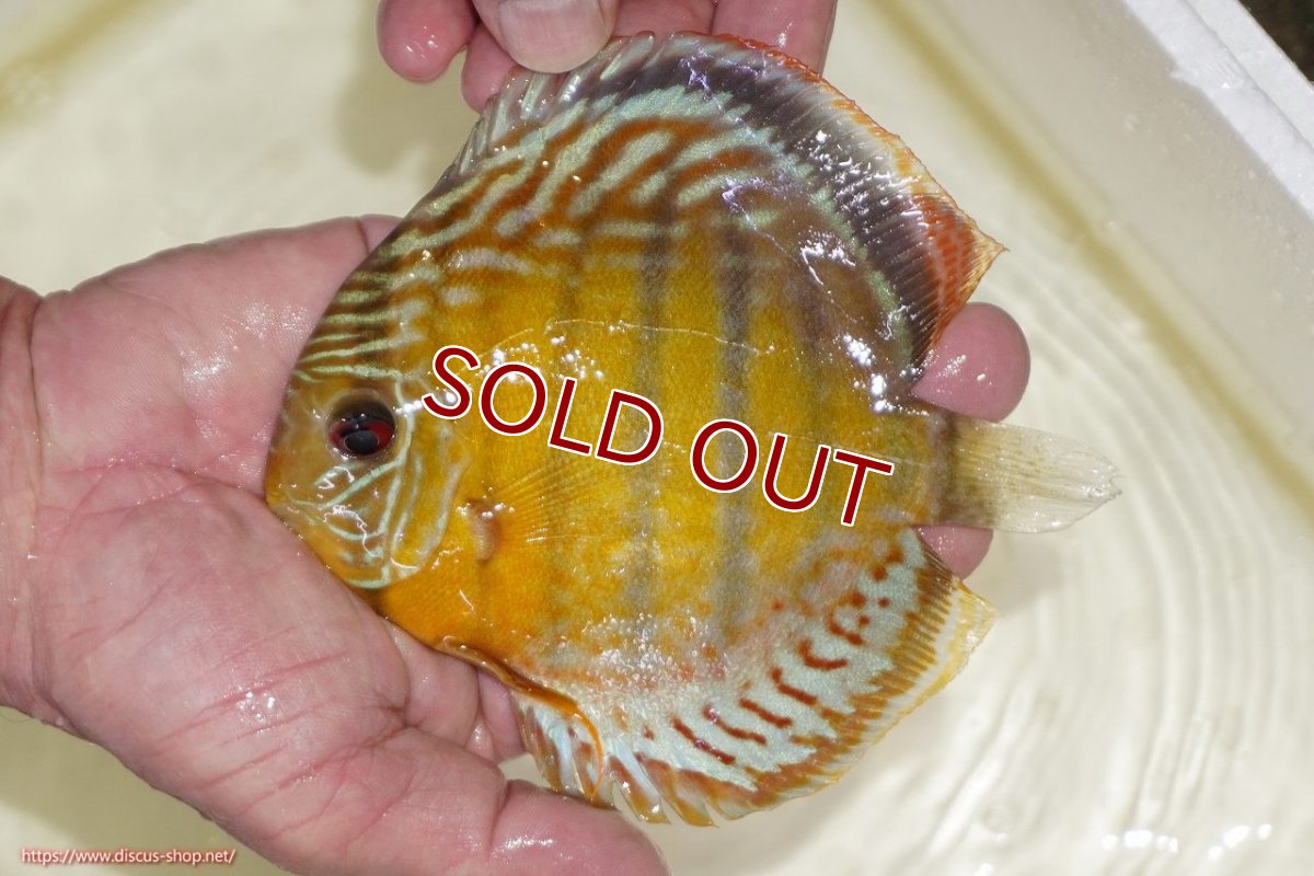 画像1: 【ワイルドディスカス】【通販】【今シーズン超希少種】アッパーテフェスポットグリーン【個体販売】15-16cm（生体）アッパーテフェ産 (1)