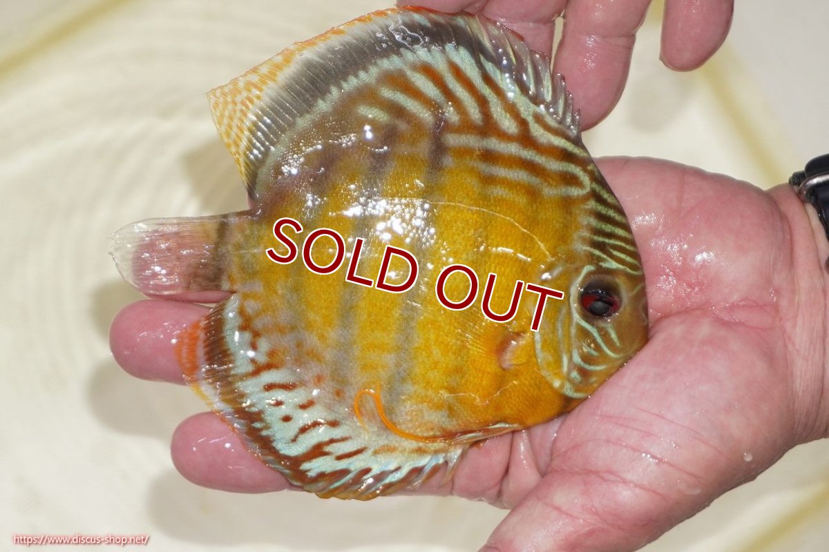 画像2: 【ワイルドディスカス】【通販】【今シーズン超希少種】アッパーテフェスポットグリーン【個体販売】15-16cm（生体）アッパーテフェ産 (2)