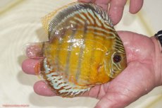 画像2: 【決算セール対象個体】【ワイルドディスカス】【通販】【今シーズン超希少種】アッパーテフェスポットグリーン【個体販売】15-16cm（生体）アッパーテフェ産 (2)