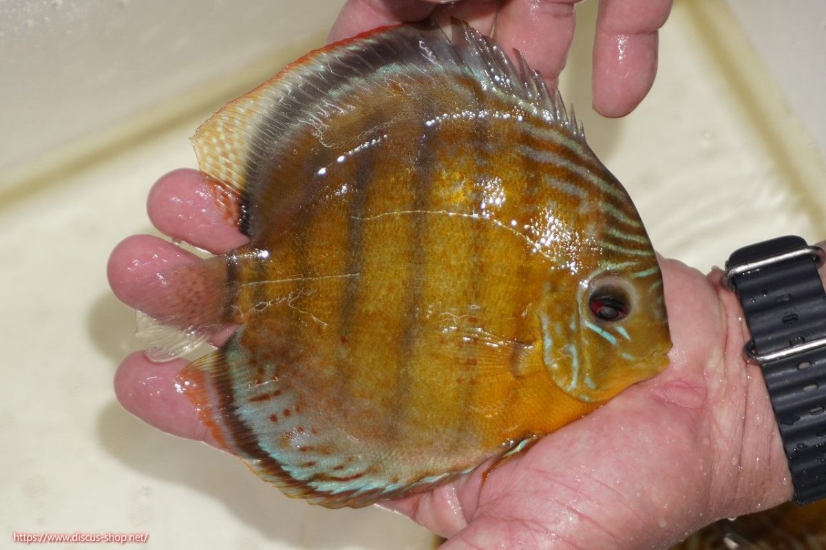 画像2: 【決算セール対象個体】【ワイルドディスカス】【通販】【今シーズン超希少種】アッパーテフェスポットグリーン【個体販売】15-16cm（生体）アッパーテフェ産 (2)