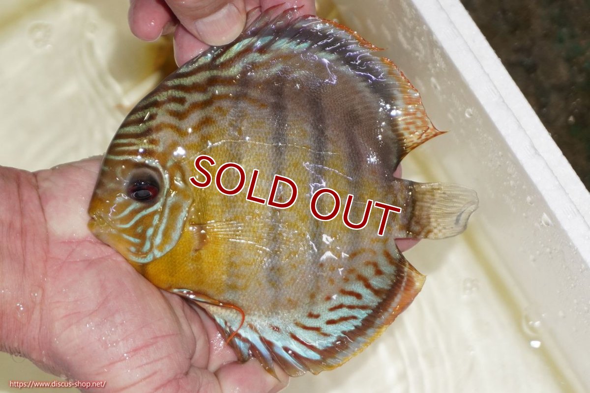 画像1: 【ワイルドディスカス】【通販】【今シーズン超希少種】アッパーテフェスポットグリーン【個体販売】15-16cm（生体）アッパーテフェ産 (1)