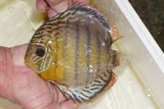 画像1: 【決算セール対象個体】【ワイルドディスカス】【通販】【今シーズン超希少種】アッパーテフェスポットグリーン【個体販売】15-16cm（生体）アッパーテフェ産 (1)