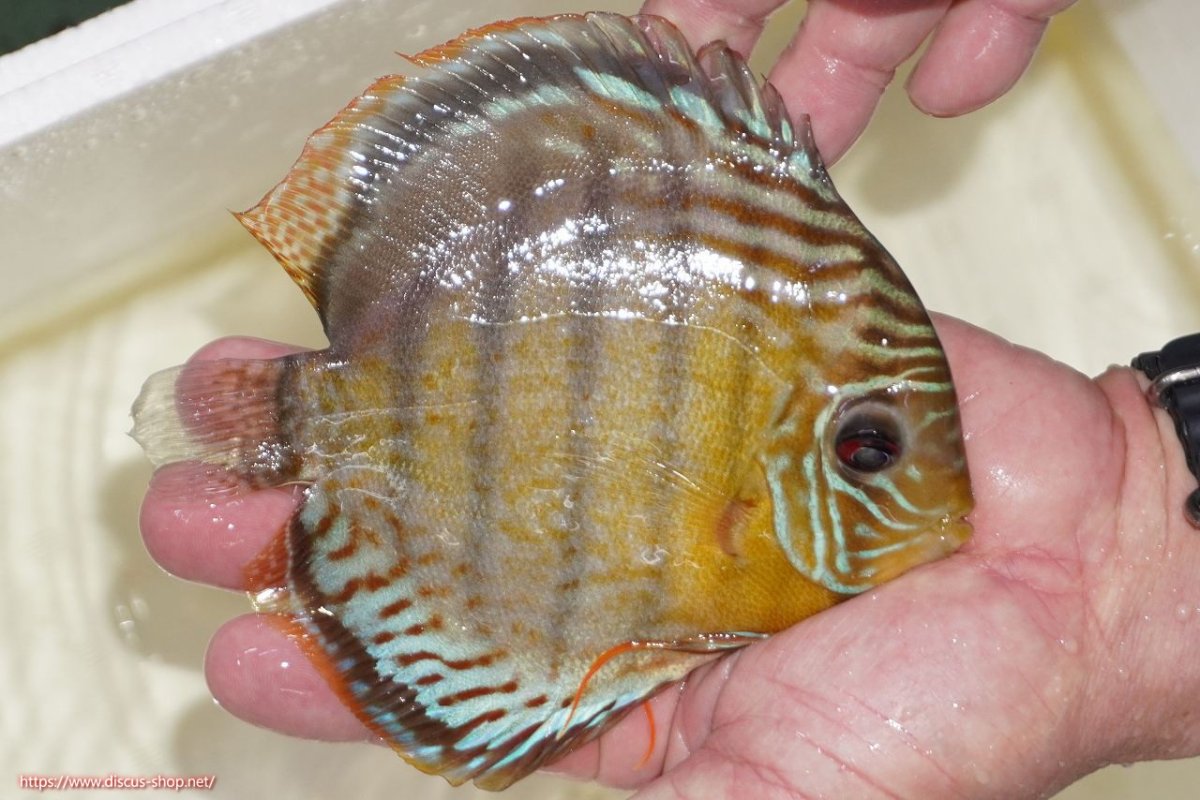 画像2: 【決算セール対象個体】【ワイルドディスカス】【通販】【今シーズン超希少種】アッパーテフェスポットグリーン【個体販売】15-16cm（生体）アッパーテフェ産 (2)