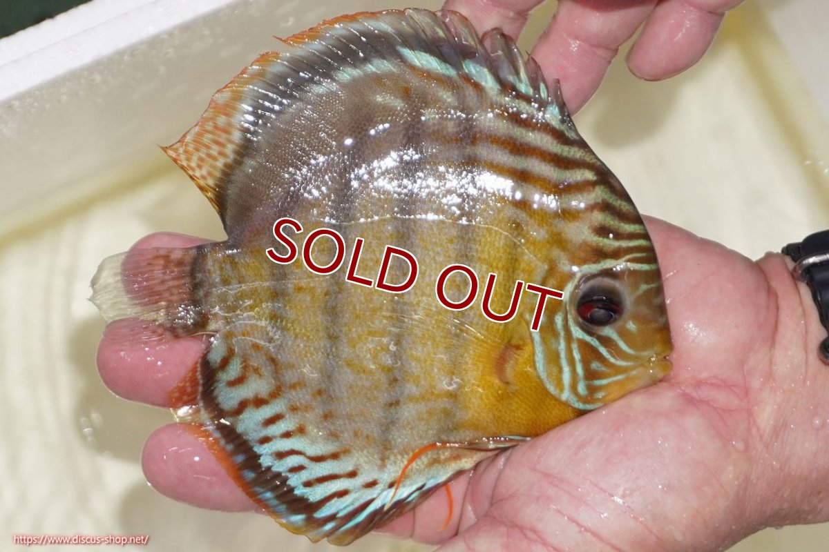 画像2: 【ワイルドディスカス】【通販】【今シーズン超希少種】アッパーテフェスポットグリーン【個体販売】15-16cm（生体）アッパーテフェ産 (2)