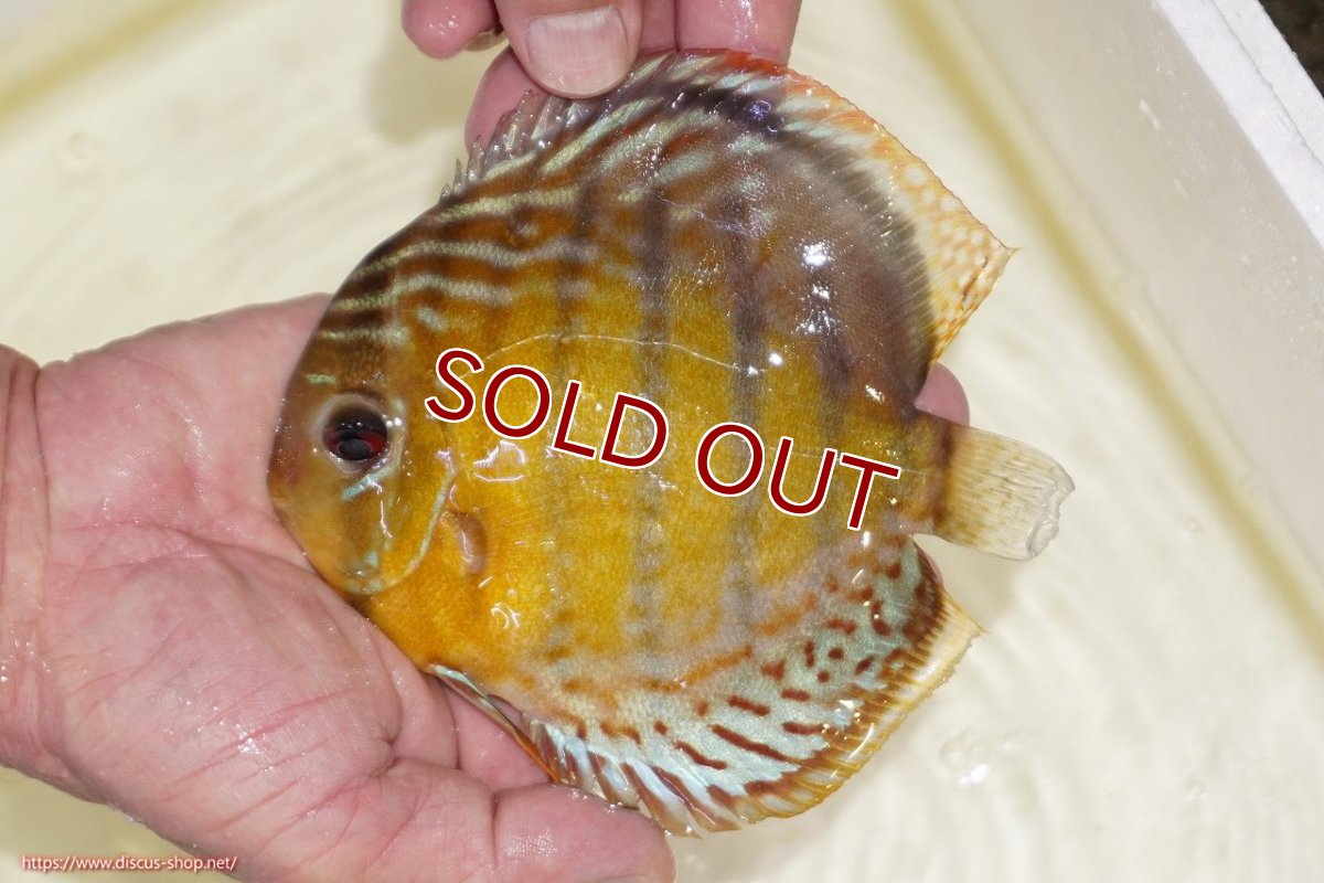 画像1: 【30周年記念セール対象個体】【ワイルドディスカス】【通販】【今シーズン超希少種】アッパーテフェスポットグリーン【個体販売】15-16cm（生体）アッパーテフェ産 (1)