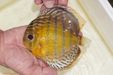 画像1: 【決算セール対象個体】【ワイルドディスカス】【通販】【今シーズン超希少種】アッパーテフェスポットグリーン【個体販売】15-16cm（生体）アッパーテフェ産 (1)