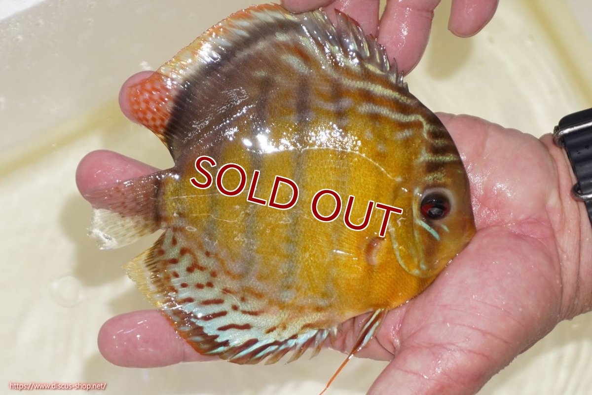 画像2: 【30周年記念セール対象個体】【ワイルドディスカス】【通販】【今シーズン超希少種】アッパーテフェスポットグリーン【個体販売】15-16cm（生体）アッパーテフェ産 (2)