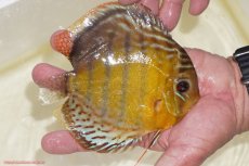 画像2: 【決算セール対象個体】【ワイルドディスカス】【通販】【今シーズン超希少種】アッパーテフェスポットグリーン【個体販売】15-16cm（生体）アッパーテフェ産 (2)