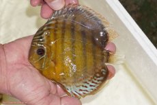 画像1: 【決算セール対象個体】【ワイルドディスカス】【通販】【今シーズン超希少種】アッパーテフェスポットグリーン【個体販売】15-16cm（生体）アッパーテフェ産 (1)