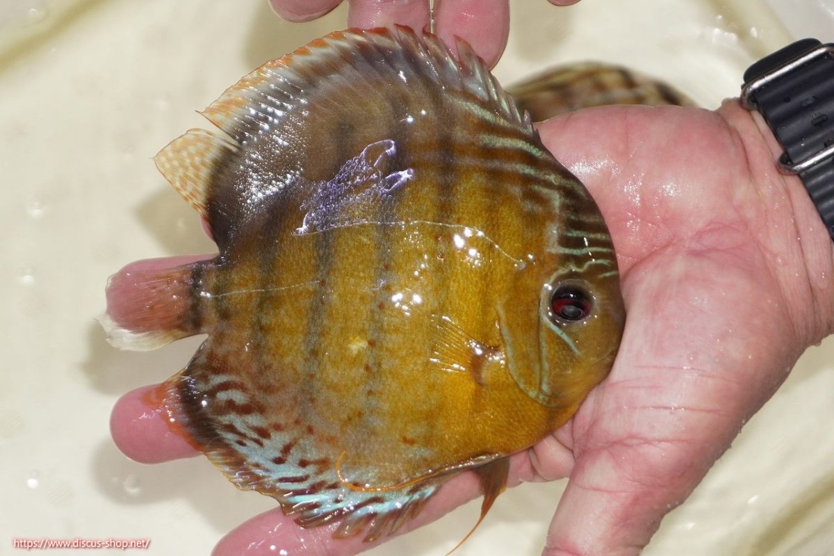 画像2: 【決算セール対象個体】【ワイルドディスカス】【通販】【今シーズン超希少種】アッパーテフェスポットグリーン【個体販売】15-16cm（生体）アッパーテフェ産 (2)