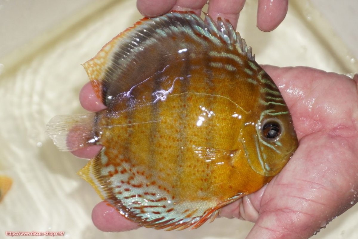 画像2: 【決算セール対象個体】【ワイルドディスカス】【通販】【今シーズン超希少種】アッパーテフェロイヤルグリーン（金目）【個体販売】15-16cm（生体）アッパーテフェ産 (2)