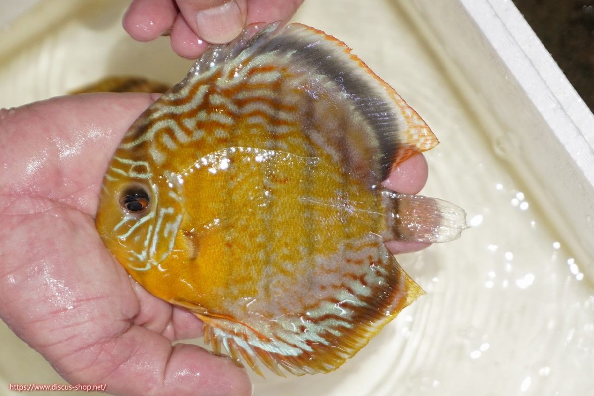 画像1: 【決算セール対象個体】【ワイルドディスカス】【通販】【今シーズン超希少種】アッパーテフェロイヤルグリーン（金目）【個体販売】15-16cm（生体）アッパーテフェ産 (1)