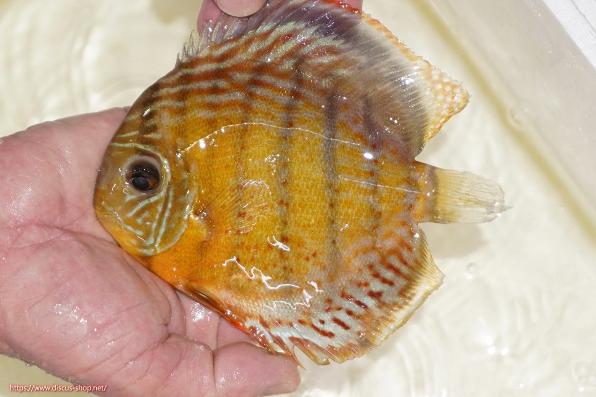 画像1: 【決算セール対象個体】【ワイルドディスカス】【通販】【今シーズン超希少種】アッパーテフェロイヤルグリーン（金目）【個体販売】15-16cm（生体）アッパーテフェ産 (1)