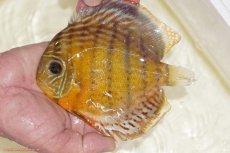 画像1: 【決算セール対象個体】【ワイルドディスカス】【通販】【今シーズン超希少種】アッパーテフェロイヤルグリーン（金目）【個体販売】15-16cm（生体）アッパーテフェ産 (1)