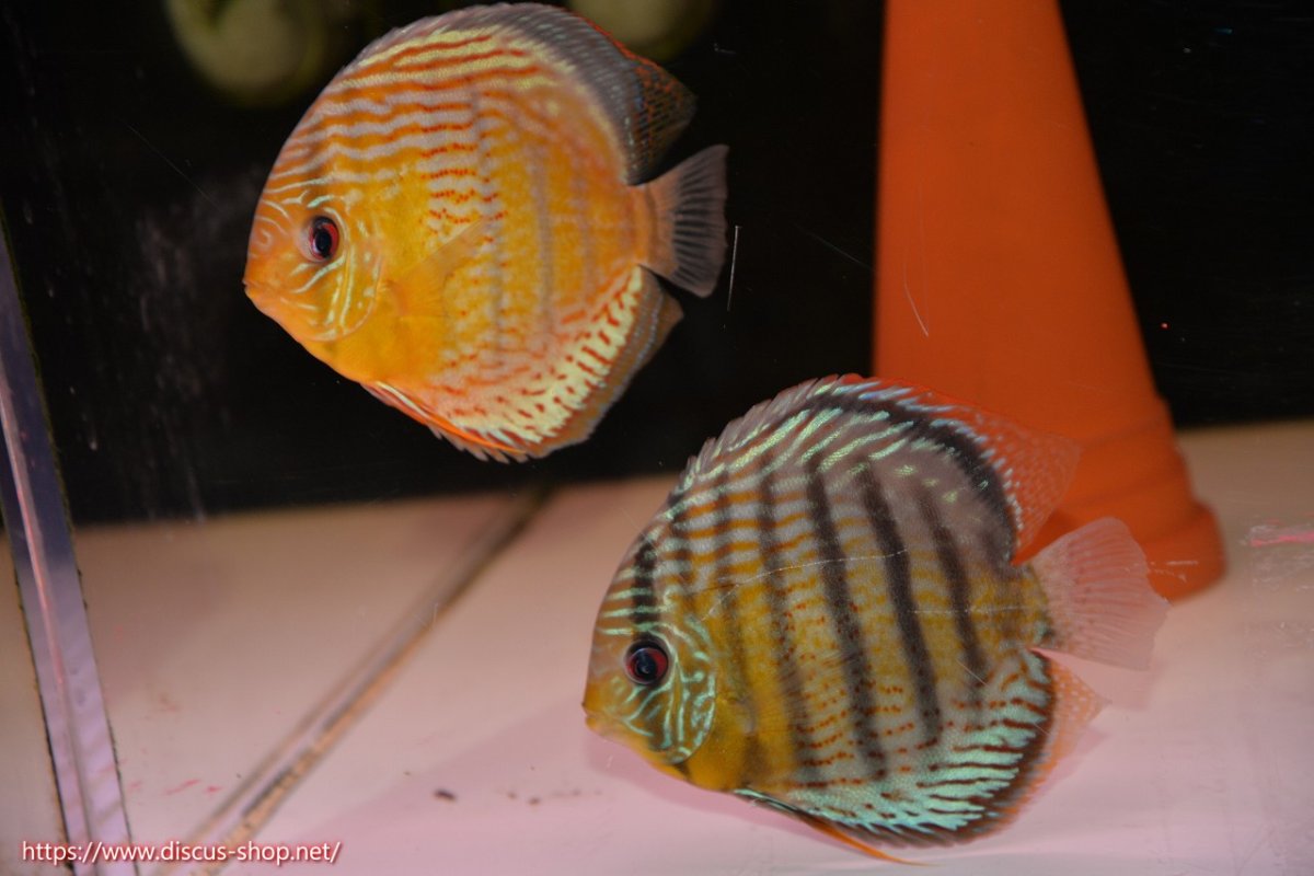 画像1: 【ワイルドディスカス】【通販】【今シーズン超希少種】アッパーテフェロイヤルグリーン【個体ペア販売】15-16cm（生体）アッパーテフェ産 (1)