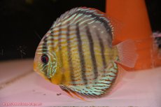 画像2: 【ワイルドディスカス】【通販】【今シーズン超希少種】アッパーテフェロイヤルグリーン【個体ペア販売】15-16cm（生体）アッパーテフェ産 (2)