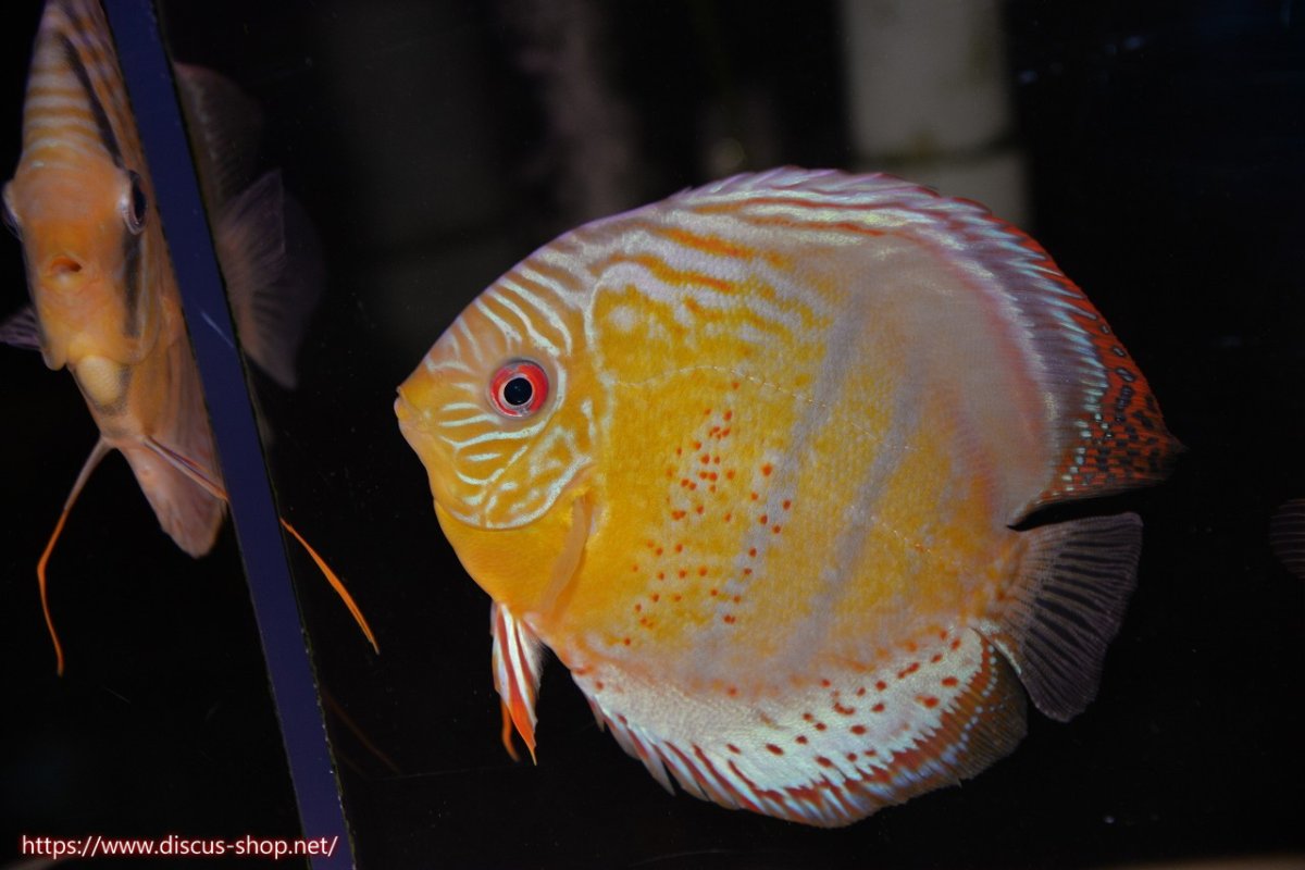 画像2: 【ワイルドディスカス】【通販】【今シーズン超希少種】アッパーテフェロイヤルグリーン【個体ペア販売】15-16cm（生体）アッパーテフェ産 (2)