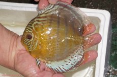 画像3: 【ワイルドディスカス】【通販】【今シーズン超希少種】アッパーテフェロイヤルグリーン【個体ペア販売】15-16cm（生体）アッパーテフェ産 (3)