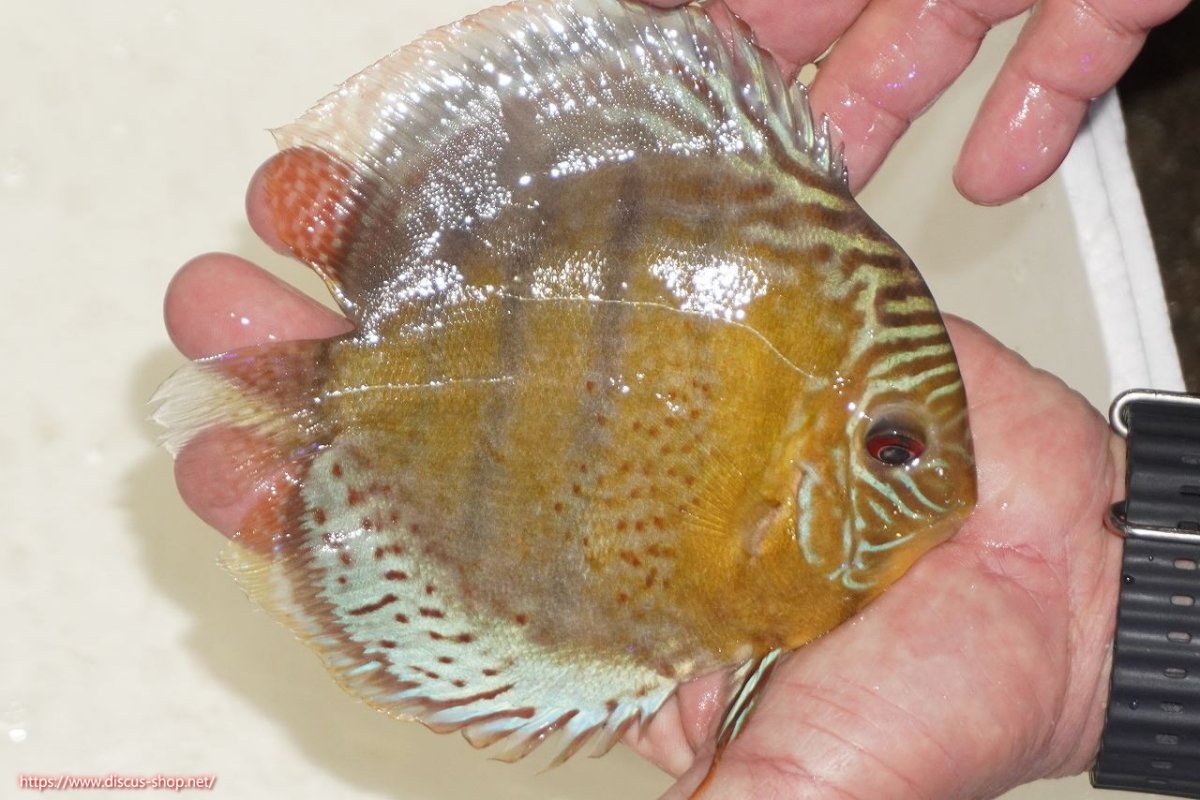 画像4: 【ワイルドディスカス】【通販】【今シーズン超希少種】アッパーテフェロイヤルグリーン【個体ペア販売】15-16cm（生体）アッパーテフェ産 (4)