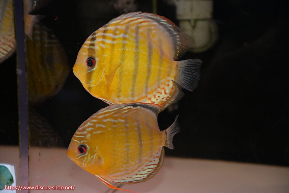 画像1: 【30周年記念セール対象個体】【ワイルドディスカス】【通販】【今シーズン超希少種】アッパーテフェロイヤルグリーン【個体ペア販売】15-16cm（生体）アッパーテフェ産 (1)