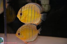 画像1: 【30周年記念セール対象個体】【ワイルドディスカス】【通販】【今シーズン超希少種】アッパーテフェロイヤルグリーン【個体ペア販売】15-16cm（生体）アッパーテフェ産 (1)